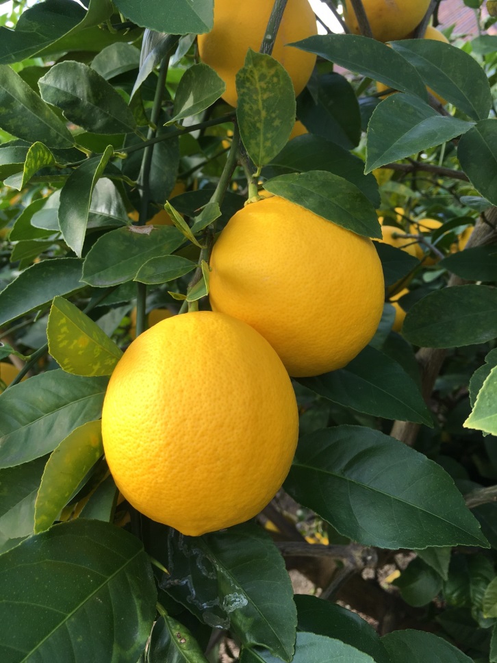 たみまるレモン