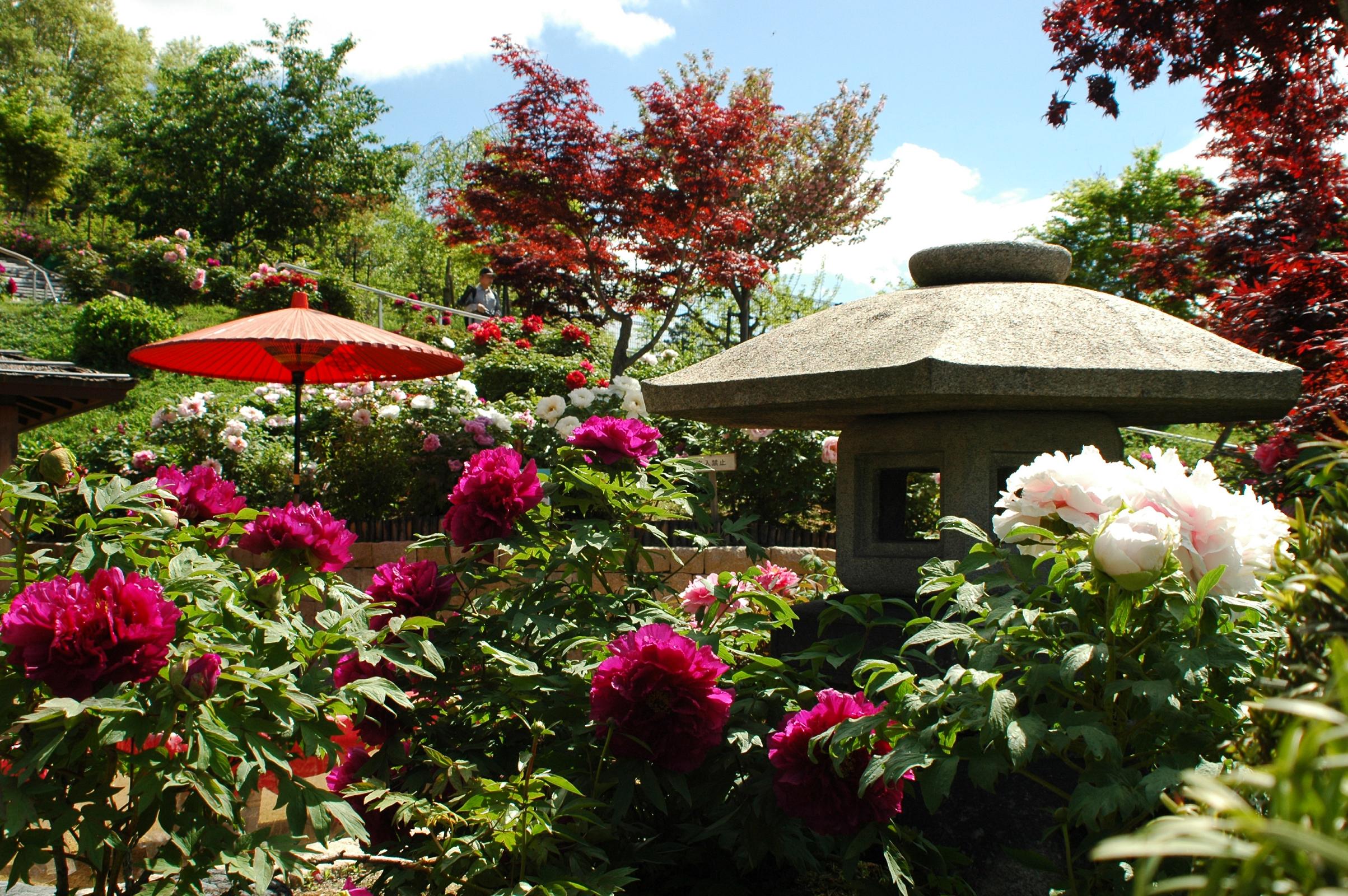 宝塚長谷牡丹園