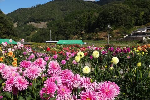 黒川ダリヤ園 観光スポット ぐるっとおでかけ阪神北 ひょうご北摂ツーリズムガイド