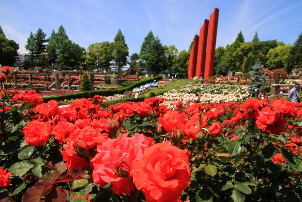 Stroll Through The Rose Garden