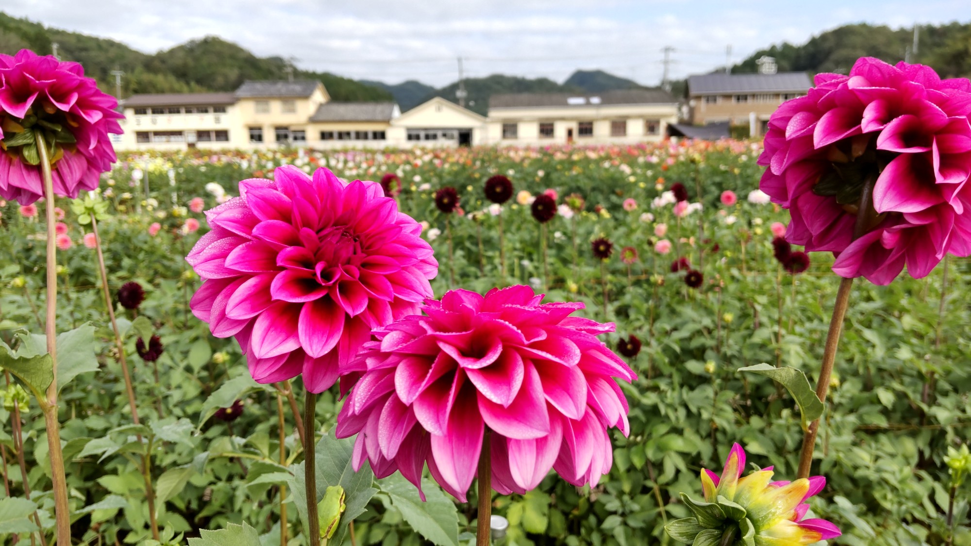 阪神北地域の秋を彩る 色鮮やかなダリア鑑賞スポット 最新のお知らせ ぐるっとおでかけ阪神北 ひょうご北摂ツーリズムガイド