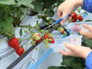 阪神北地域の魅力再発見！ツアー【地域の恵みに触れる！いちご狩り体験】