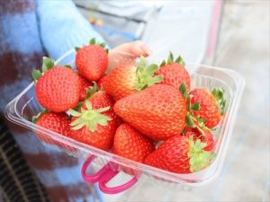 地域の恵みに触れる味覚狩り（いちご狩り、ブルーベリー狩り、枝豆収穫体験）～ひょうごフィールドパビリオン～