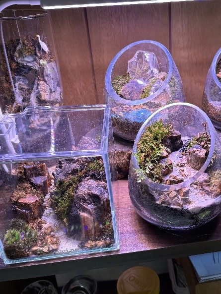 苔リウム工房猪名川